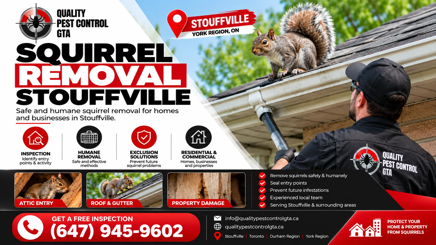squirrel removal Stouffville